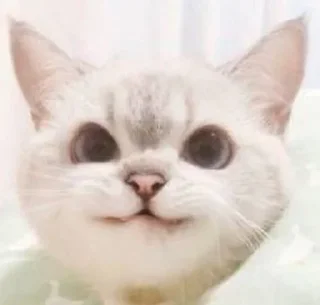 😺 emoji Catto Telegram sticker 19 of 74