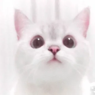 😺 emoji Catto Telegram sticker 3 of 74