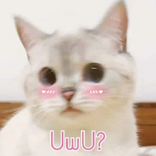 😺 emoji Catto Telegram sticker 8 of 74