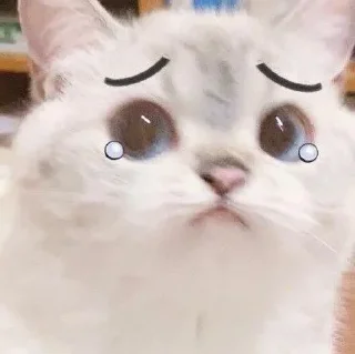 😺 emoji Catto Telegram sticker 14 of 74