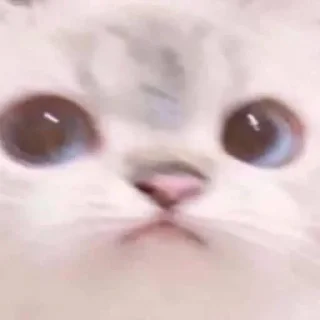 😺 emoji Catto Telegram sticker 10 of 74