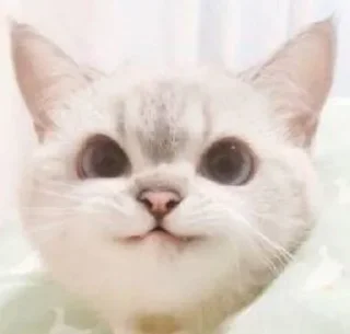 😺 emoji Catto Telegram sticker 18 of 74