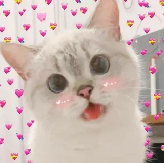 😺 emoji Catto Telegram sticker 6 of 74