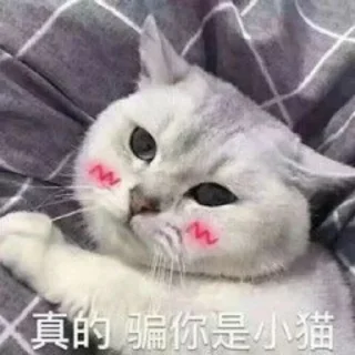 🥺 emoji 猫猫表情包 👉 @biaoqing8 Telegram sticker 21 of 28