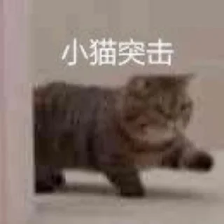 🤯 emoji 猫猫表情包 👉 @biaoqing8 Telegram sticker 11 of 28