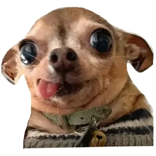 🐶 emoji Perritos Telegram sticker 5 of 50
