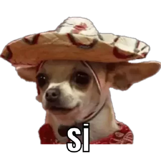 🐶 emoji Perritos Telegram sticker 23 of 50