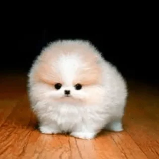 🐕 emoji Perritos bonitos @Stickersluna Telegram sticker 8 of 27