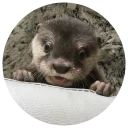 Sticker from Cartel the Otter