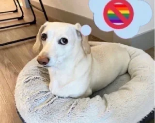 🏳️‍🌈 emoji Cap Telegram sticker 17 of 67