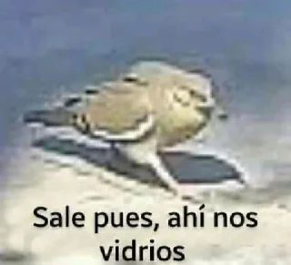 🐦 emoji 𝓥𝓵𝓪𝓭𝓲🇲🇽 [𝙏𝙇𝙉] Steal Pack Telegram sticker 11 of 70