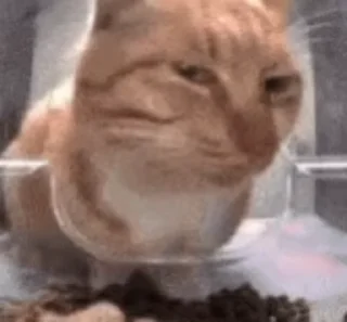 Sticker from Videos Intensifies 2