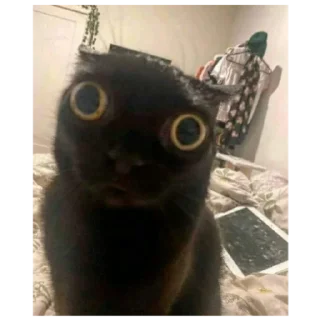 🙀 emoji Shitpost Telegram sticker 23 of 30