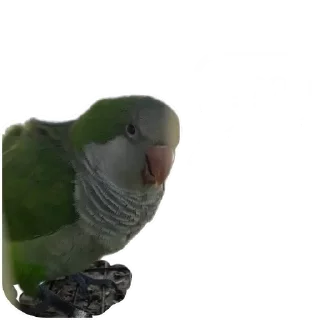 🐦 emoji Re Pe Telegram sticker 18 of 26
