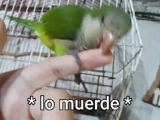 🦜 emoji Re Pe Telegram sticker 7 of 26