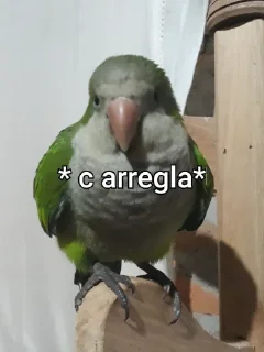 🦜 emoji Re Pe Telegram sticker 11 of 26