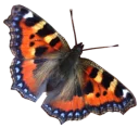 🐝 emoji Butterfly Telegram sticker 21 of 58