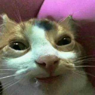 🐱 emoji Random Shit Telegram sticker 23 of 120