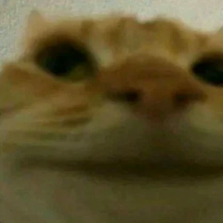 🐱 emoji Random Shit Telegram sticker 24 of 120