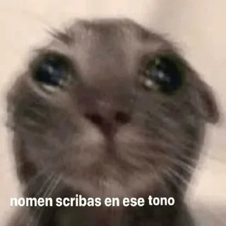 🥺 emoji Gatitos Telegram sticker 12 of 71