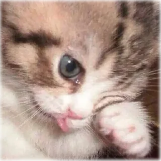 🙁 emoji Michis Telegram sticker 15 of 120