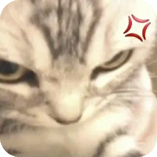 Sticker from Gatitos fofitos 💞