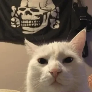 ☠️ emoji 🙋🏼‍♂️ Bazed Kittys 🐈 Telegram sticker 6 of 44