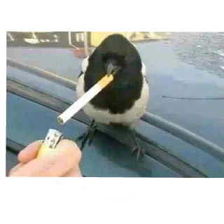🚬 emoji Packed | @MENT4LL Telegram sticker 8 of 75