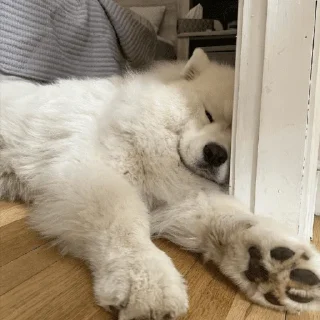 Sticker from Samoyed's and other Doggos