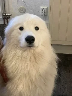 Sticker from Samoyed's and other Doggos