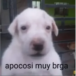 🤨 emoji De mi novia Telegram sticker 13 of 119