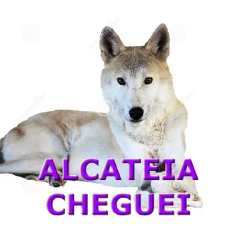 🐺 emoji eh mole lobo Telegram sticker 7 of 15