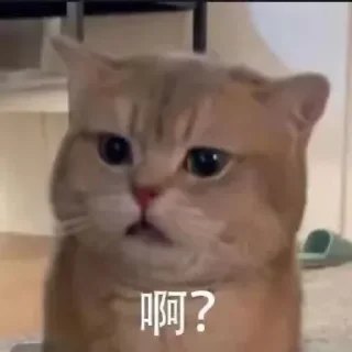 🤨 emoji 喵咪咪 Telegram sticker 21 of 48