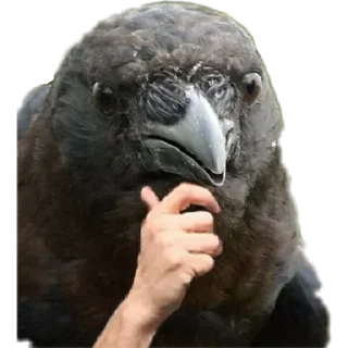 🦅 emoji Omg Telegram sticker 7 of 58