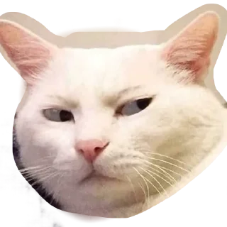🐱 emoji 5 Telegram sticker 14 of 15