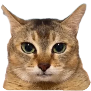 🤨 emoji Orang chat Telegram sticker 7 of 88