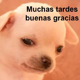 Sticker from PERRITO - @WiStickers