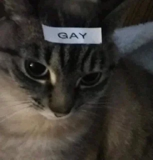 🏳️‍🌈 emoji 🐈 Telegram sticker 9 of 97