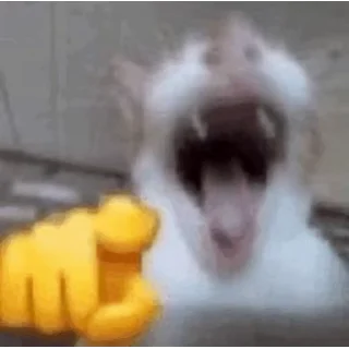 😊 emoji cat meme Telegram sticker 19 of 20