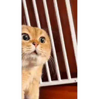 Sticker from cat meme