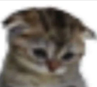 😣 emoji meme cat Telegram sticker 23 of 28