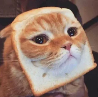💫 emoji cat meme Telegram sticker 2 of 120