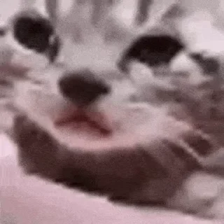😊 emoji cat meme Telegram sticker 17 of 20