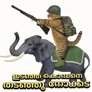 Sticker from Cat Malayalam @sticker_pack_channel — @stckrRobot