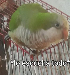 🦜 emoji Re Pe Telegram sticker 14 of 26