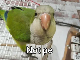 🦜 emoji Re Pe Telegram sticker 8 of 26
