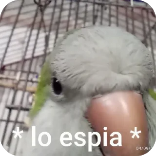 🦜 emoji Re Pe Telegram sticker 22 of 26