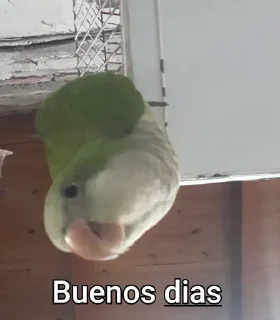 🦜 emoji Re Pe Telegram sticker 9 of 26
