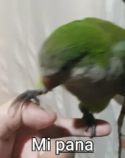 🦜 emoji Re Pe Telegram sticker 10 of 26