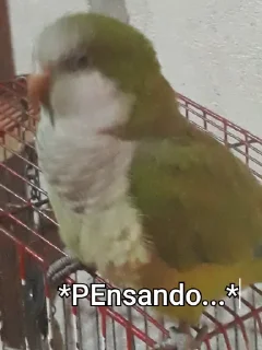 🦜 emoji Re Pe Telegram sticker 13 of 26